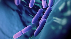 4 Live Strain Probiotics