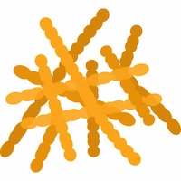 Lactobacillus Fermentum