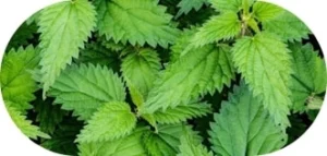 Nettle Root