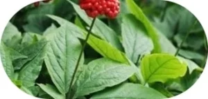 Panax Ginseng