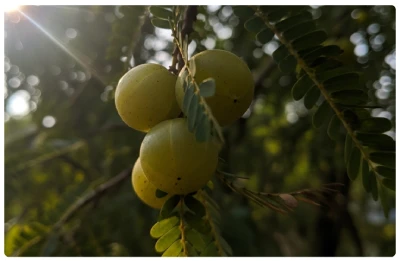 Amla Fruit Extract