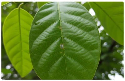 Banaba Leaf Extract