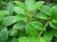 Gymnema-Sylvestre