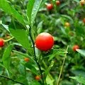 Indian Winter Cherry (Ashwagandha)