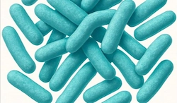 Lactobacillus Paracasei