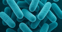 Lactobacillus Salivarius